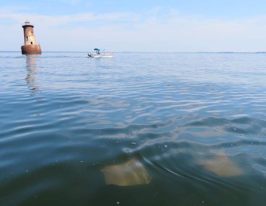 Two rays, lighthouse, and power boat