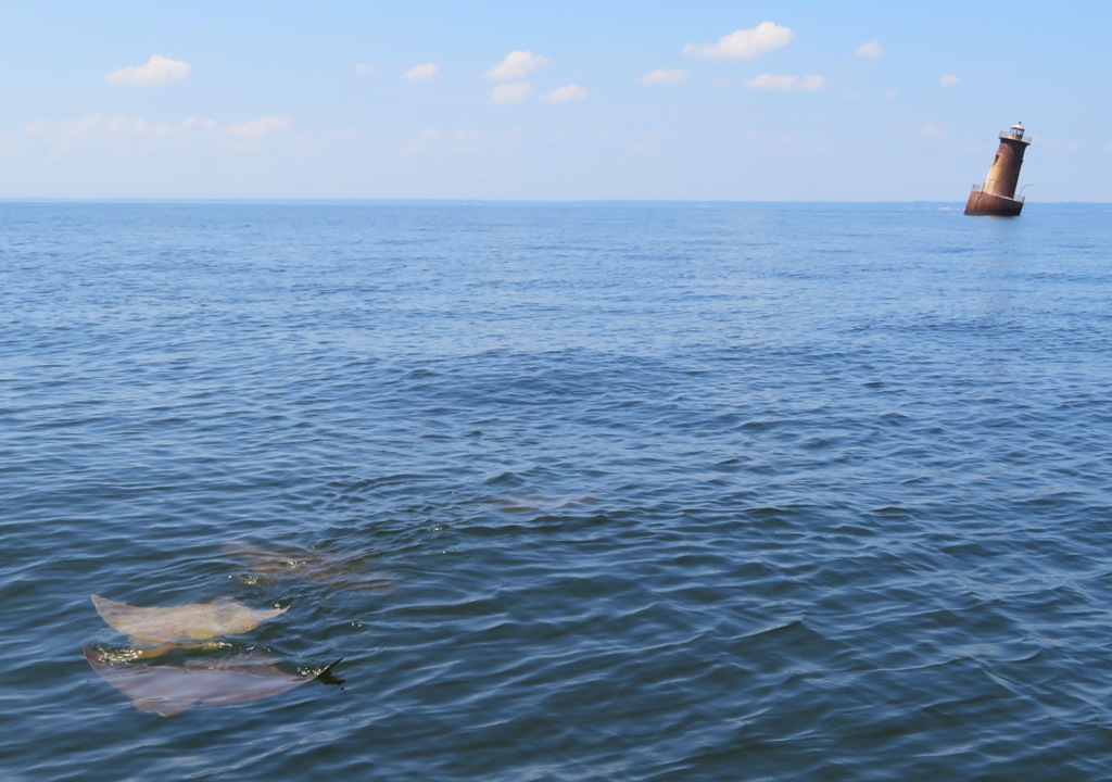 Rays with lighthouse in the distance