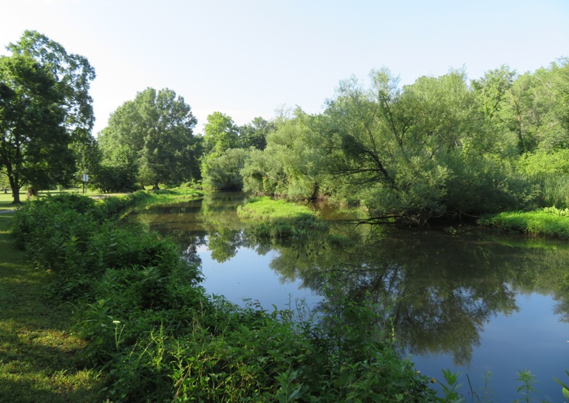 Trees and shrubs along the Chester River