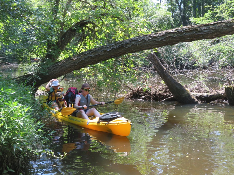 Two dogs on tandem kayak passing under fallen tree