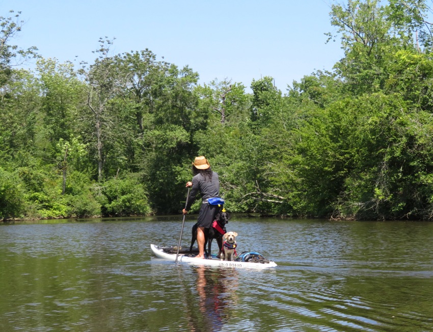 Both dogs with me on SUP