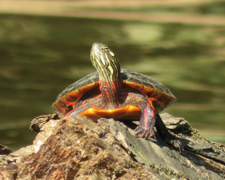 Eastern painted turtle