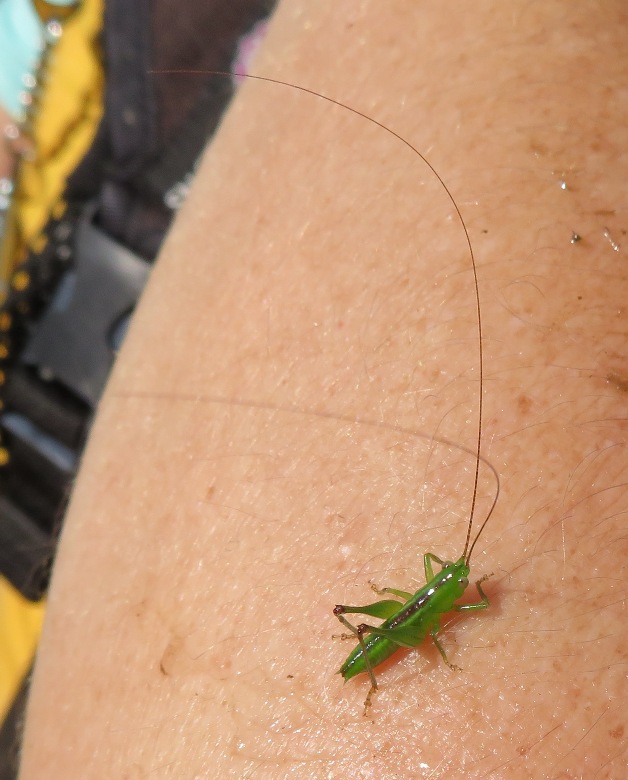 Small, green insect with really long antennae