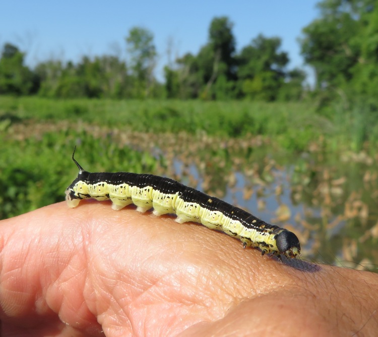 Green and black hornworm on my hand