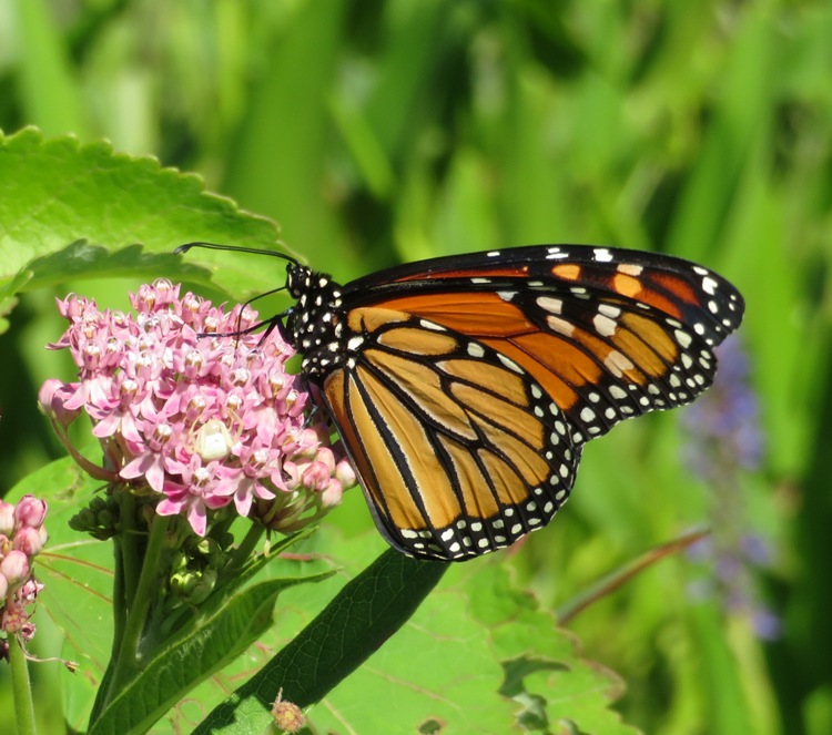 Monarch butterfly on milkweed flower