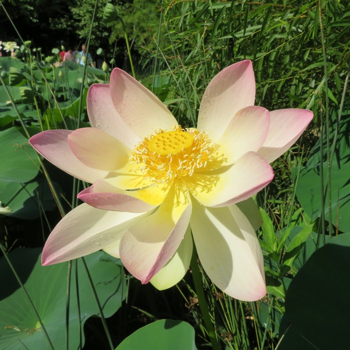 American lotus flower