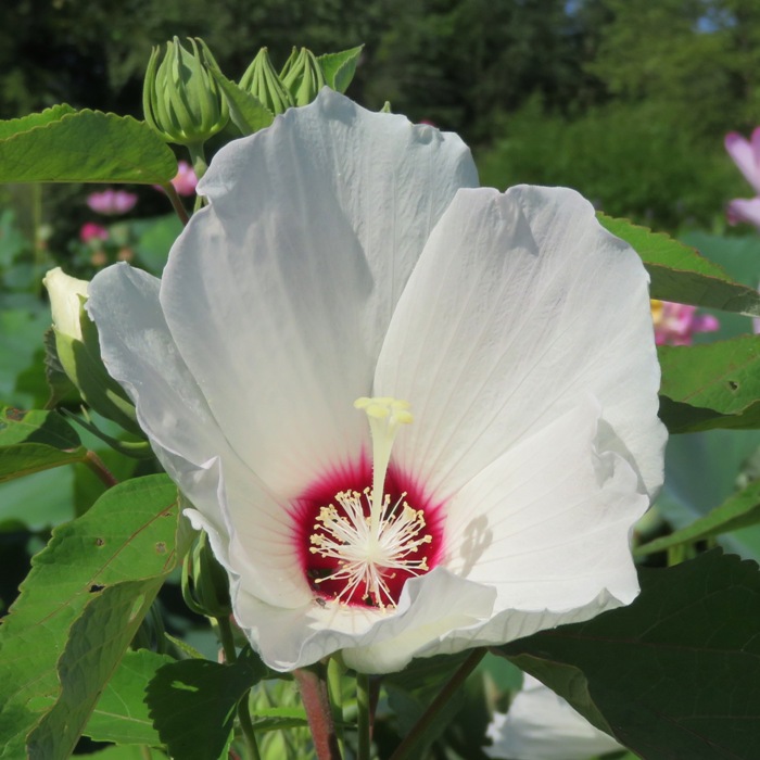 White swamp hibuscus flower with red center