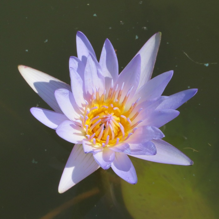 Purple water lily