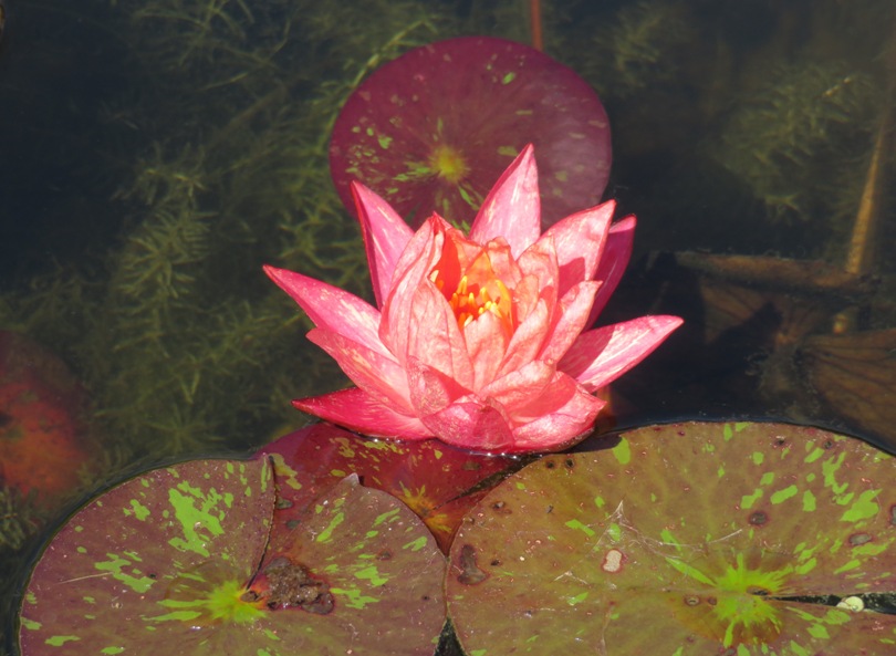 Red flower surrounded by non-green leaves