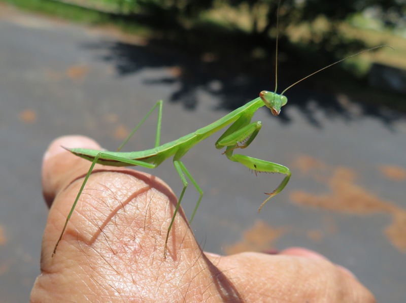 Mantis on my hand