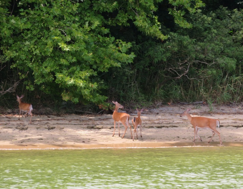 Four young deer on the beach