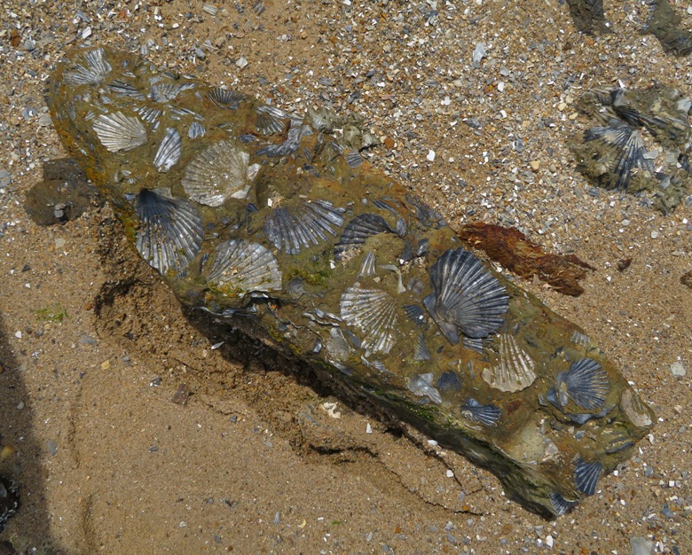 Scallops with blue-gray colored shells