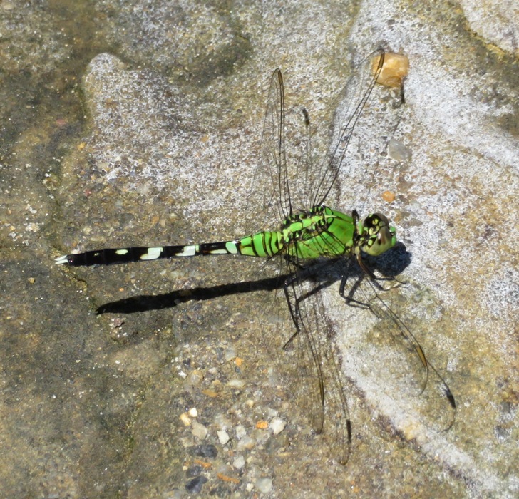 Eastern pondhawk dragonfly