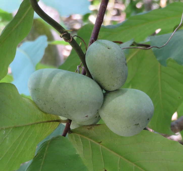 Paw paw fruit in tree