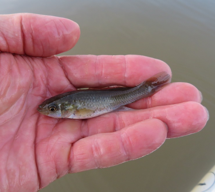 Small fish in my hand