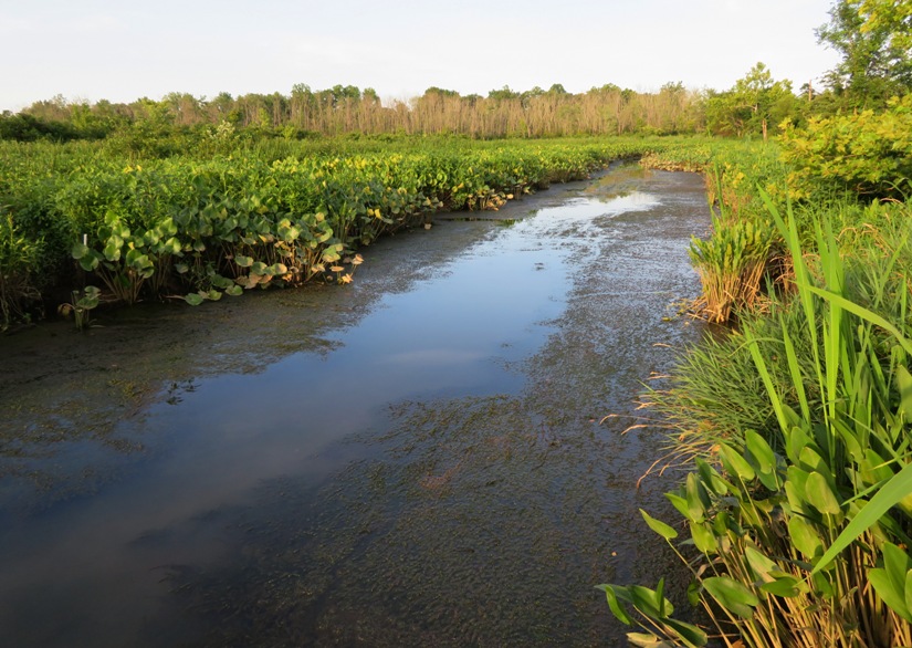 Narrow waterway lined with dense aquatic vegetation