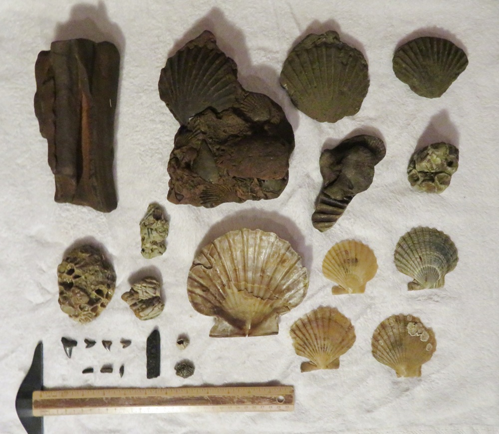 Everything I found that day plus a ruler for size comparison