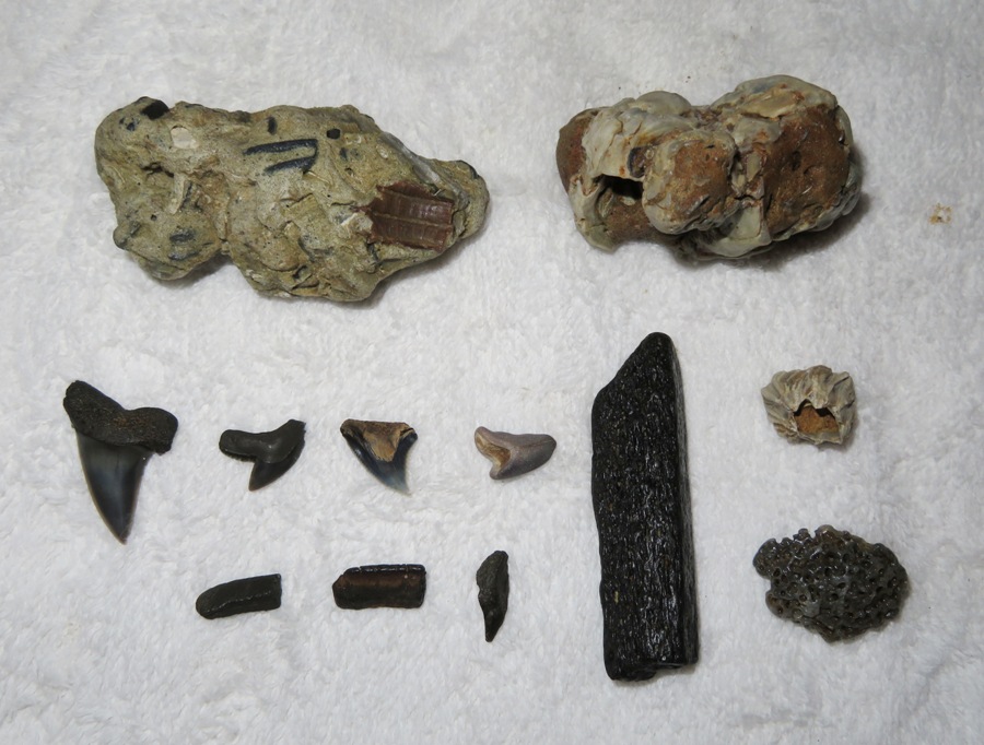 Close-up of some fossils
