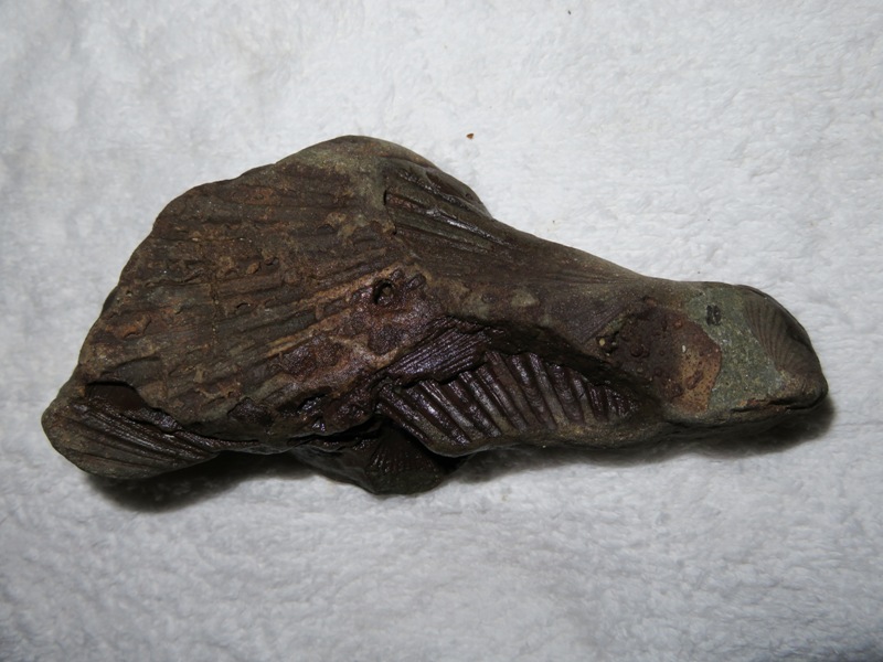 Close-up of impression fossil with shell marks