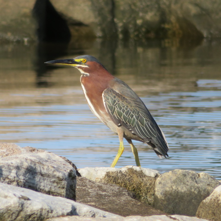 Left side profile of green heron