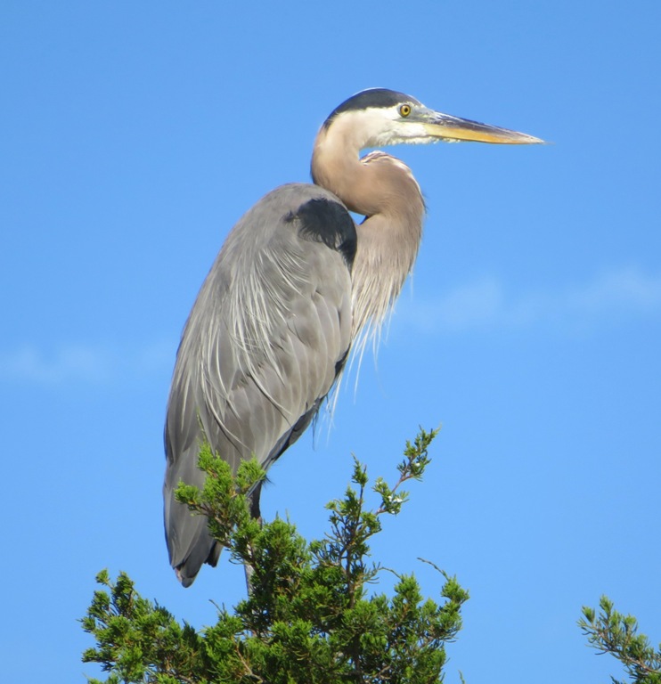 Great blue heron perched in tree