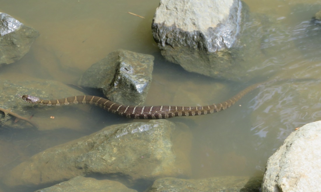 Water snake in water amongst the rip rap