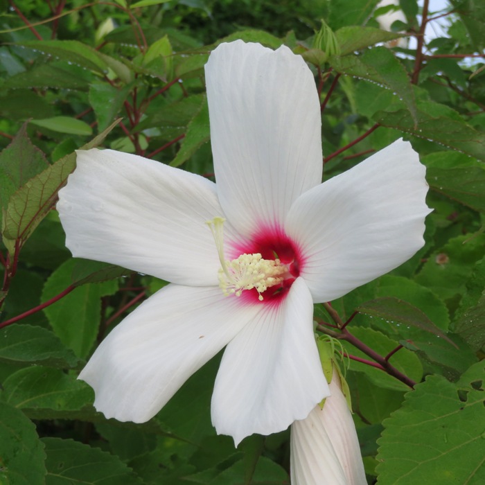 Swamp hibiscus flower