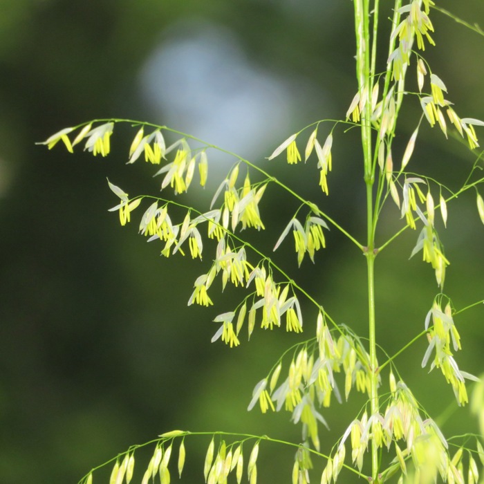 Wild rice