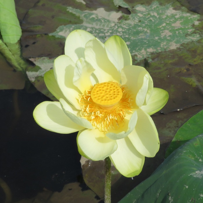Overhead view of single lotus