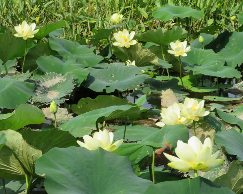 Several lotus flowers