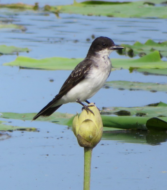 Eastern Kingbird perched on not yet blooming lotus flower