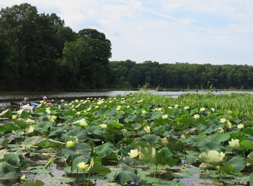 Norma and Madeline behind large field of lotus flowers