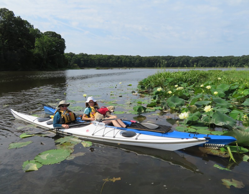 Madeline, Norma, and Daphne with a few lotus flowers behind