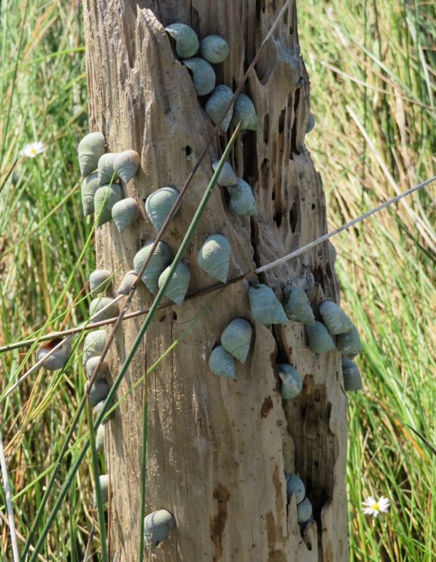 Periwinkles on rotted tree