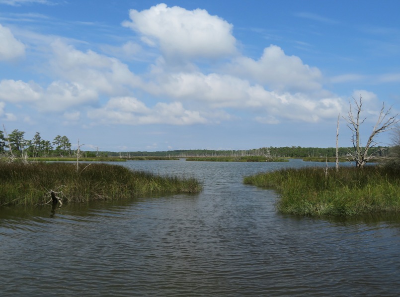 Low grassy area by the water