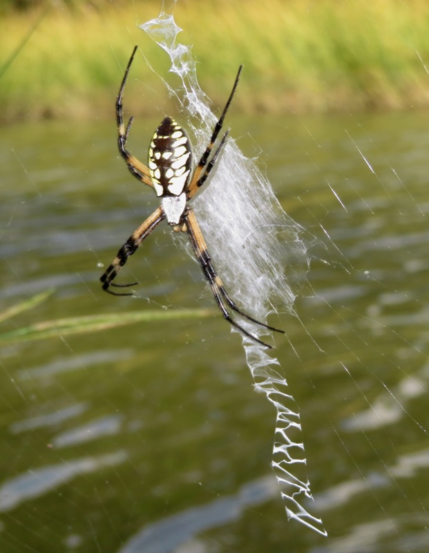 Writing spider in web