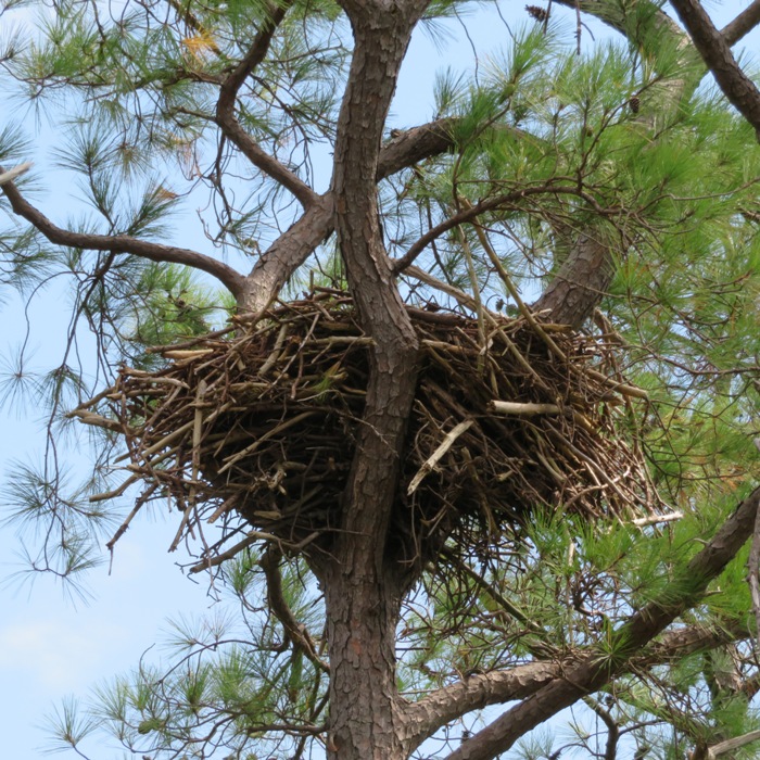 Bald eagle nest in pine tree