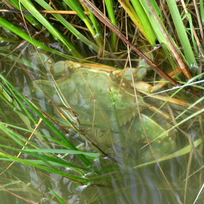 Pair of blue crabs mating