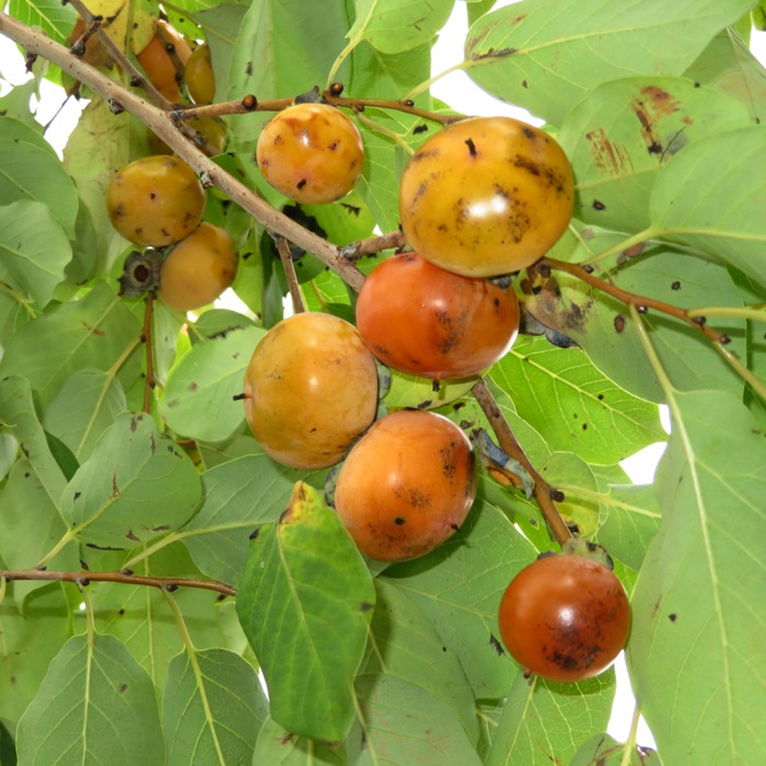 Several small, orange persimmons in tree