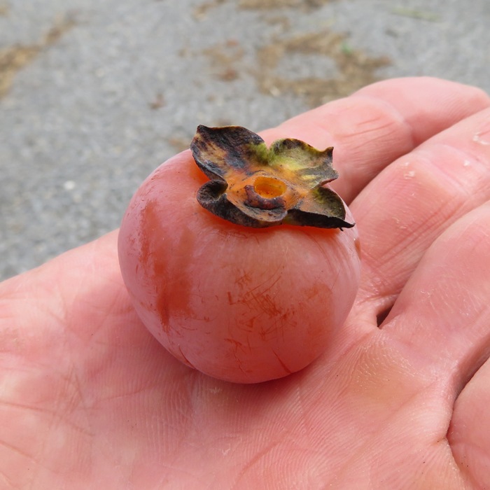 One orange persimmon in my hand
