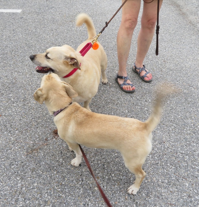 Murphy and Daphne with the latter in the lower part of the photo