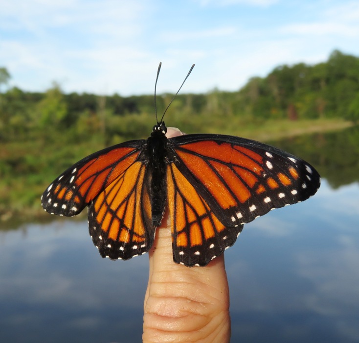 Monarch butterfly on my finger