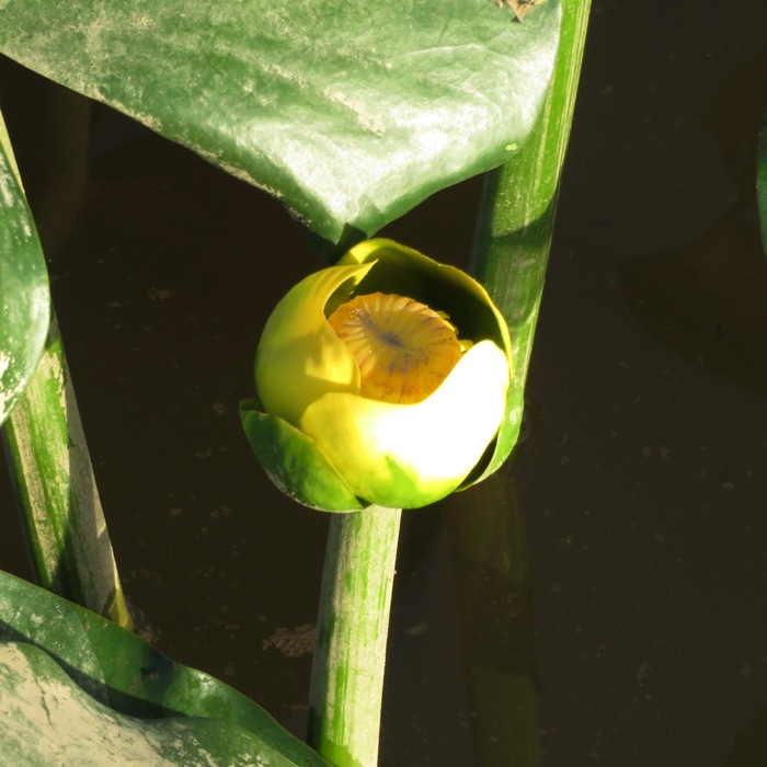 Spatterdock flower