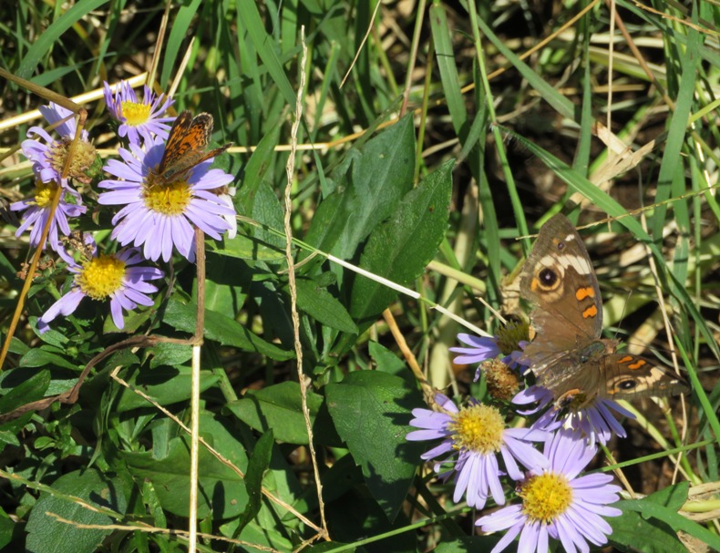Aster flowers and buckeye butterflies