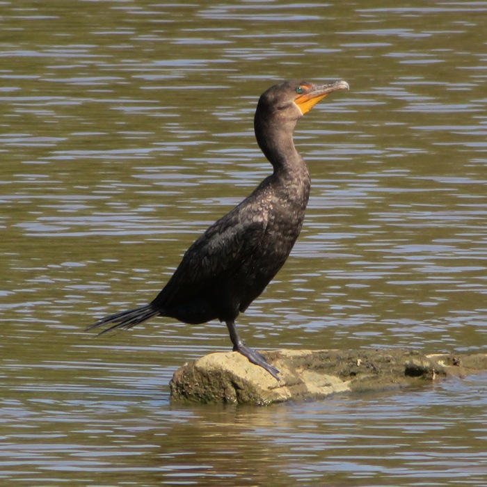 Cormorant standing on a log