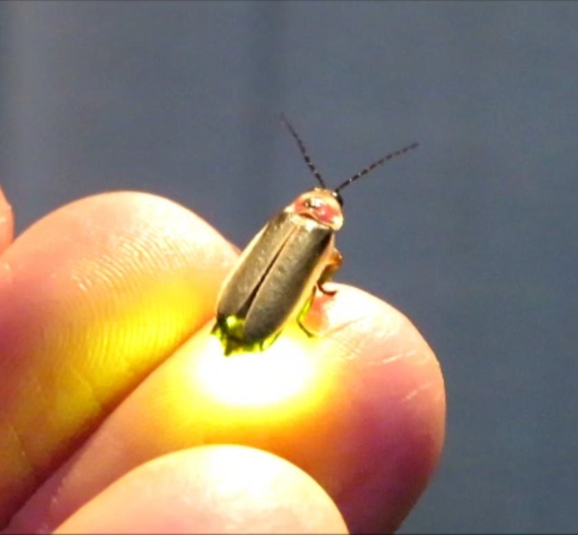 Firefly on my finger glowing