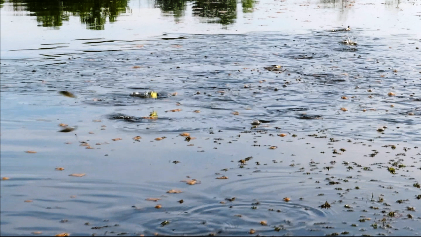 Small fish jumping video
