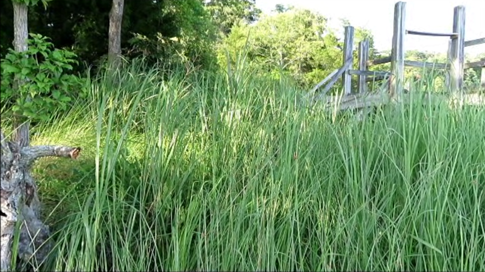 Bay grasses with pier in background