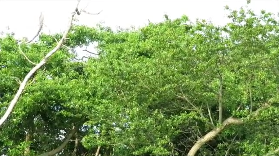 Trees with no herons in sight but you can hear them