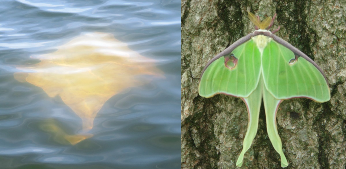 Ray and luna moth